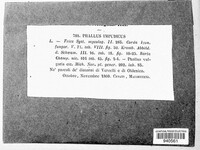 Phallus impudicus image